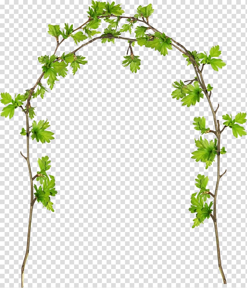Grape Twig Plant stem Flowerpot Leaf, plant flowers frame transparent background PNG clipart