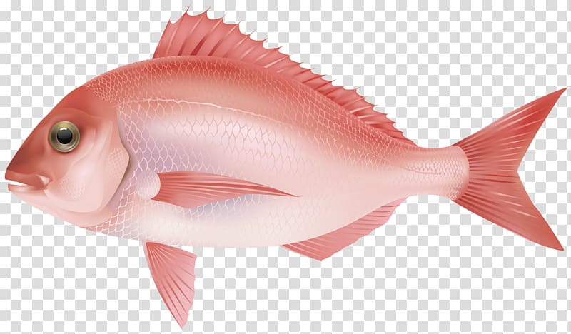 red fish illustration, Fish Rose transparent background PNG clipart