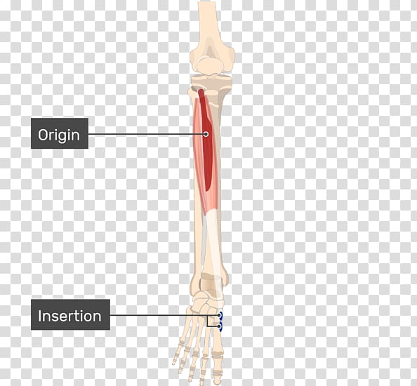 Tibialis anterior muscle Tibialis posterior muscle Origin and Insertion Joint, others transparent background PNG clipart