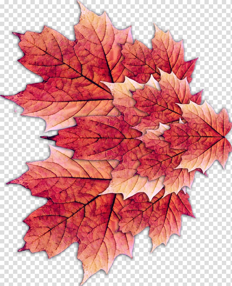 Maple leaf, Leaf transparent background PNG clipart