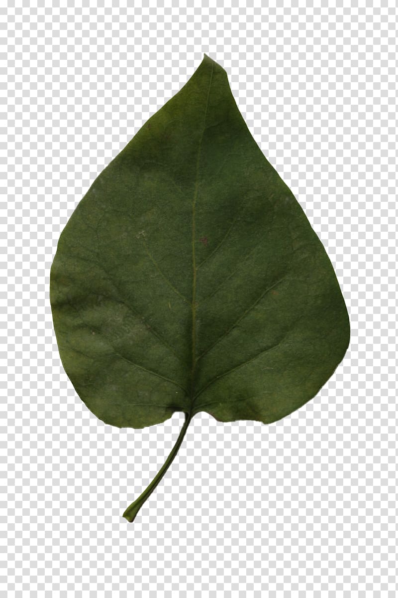 Leaf Alpha compositing resolution, Leaf transparent background PNG clipart