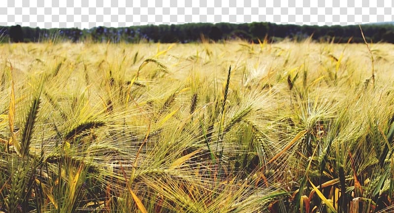 Barley Cereal Wheat Crop Agriculture, The wheat in the land transparent background PNG clipart