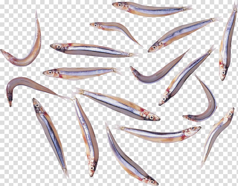 Fish protein powder Seafood Sardine, seafood transparent background PNG clipart