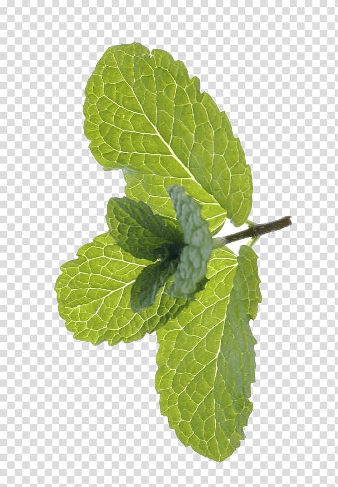 Peppermint Mentha spicata Euclidean , Free mint green to pull the material transparent background PNG clipart
