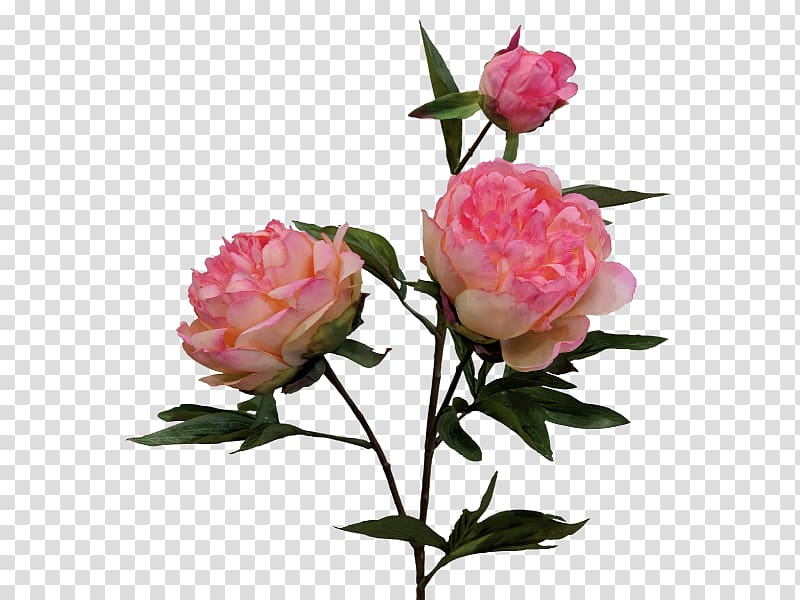 Cabbage rose Garden roses Floribunda Peony Cut flowers, Peony wedding transparent background PNG clipart