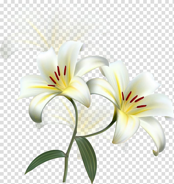 Lilium candidum Easter lily Flower Desktop , beauty scatters flowers transparent background PNG clipart