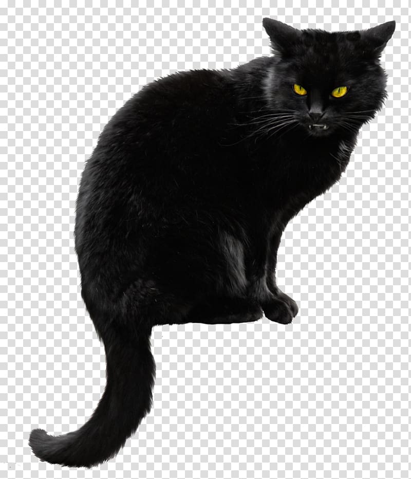 Siberian cat Kitten Black cat Halloween, Black Cat File transparent background PNG clipart