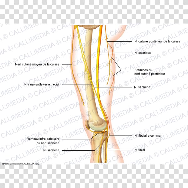Thumb Nerve Knee Human anatomy Human leg, Box Illustration transparent background PNG clipart