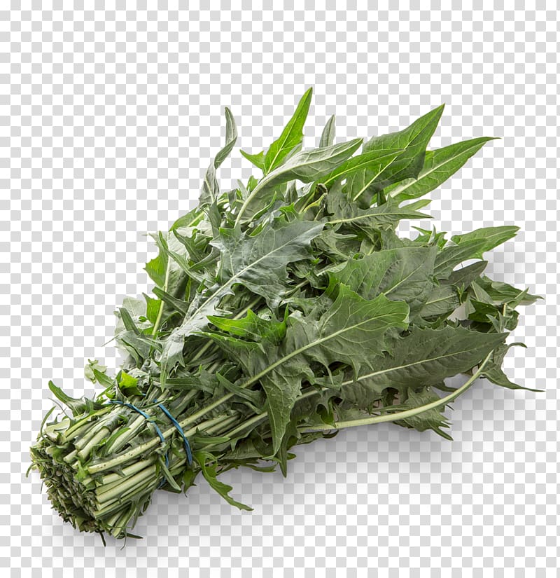 Spring greens Sugarloaf chicory Vegetable Salad, verdure transparent background PNG clipart