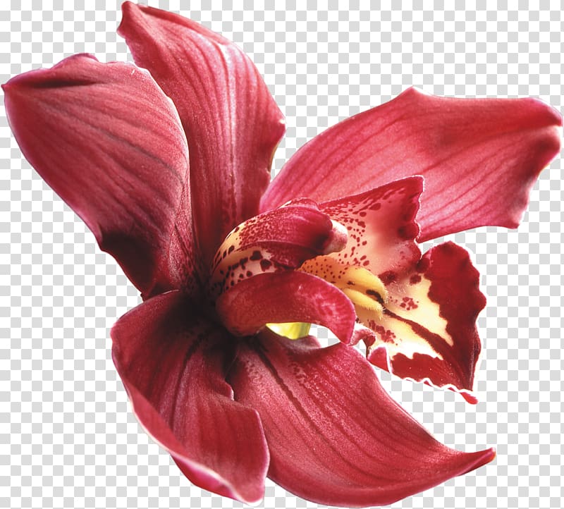 Moth orchids Flower Red Cattleya orchids, burgundy flowers transparent background PNG clipart