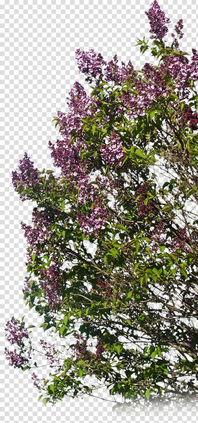 Blog Subshrub Flower, nenuphar transparent background PNG clipart