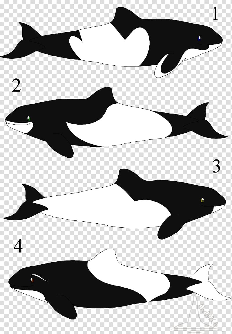Tucuxi Porpoise Killer whale Dolphin, dolphin transparent background PNG clipart