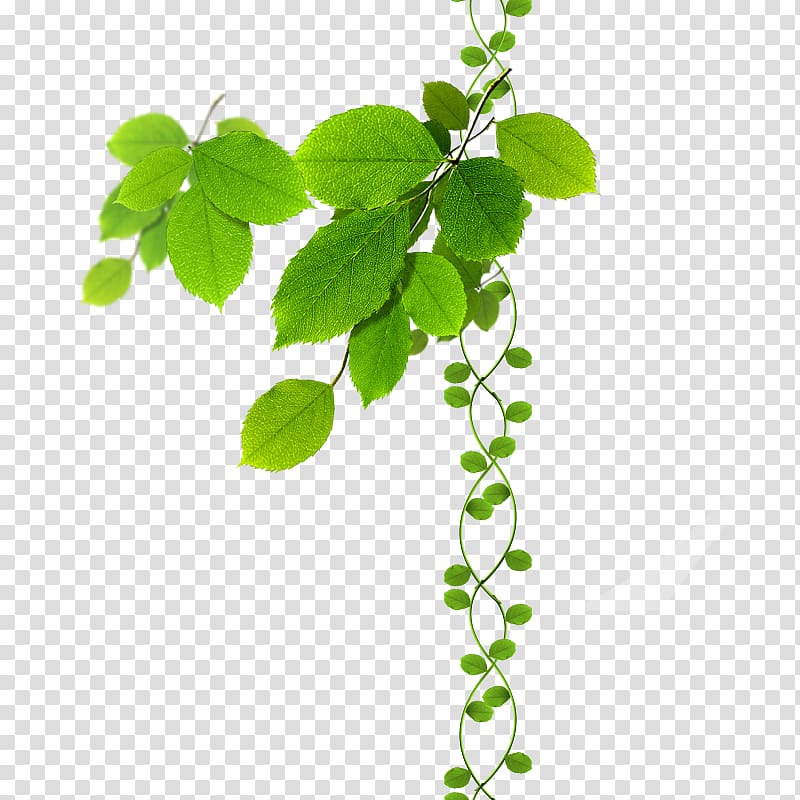 Green leaves transparent background PNG clipart