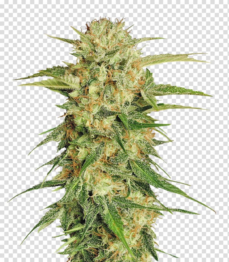 green cannabis plant, Marijuana Cannabis sativa Seed, Cannabis transparent background PNG clipart