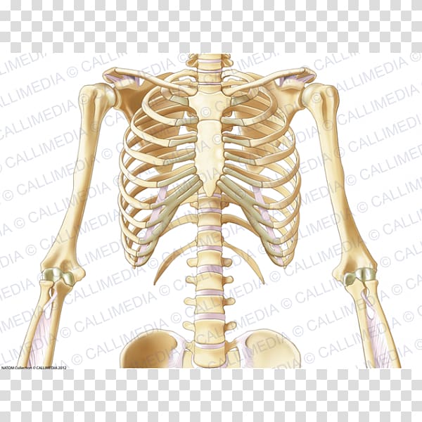 Shoulder Pelvis Bone Thorax Neck, Skeleton transparent background PNG clipart