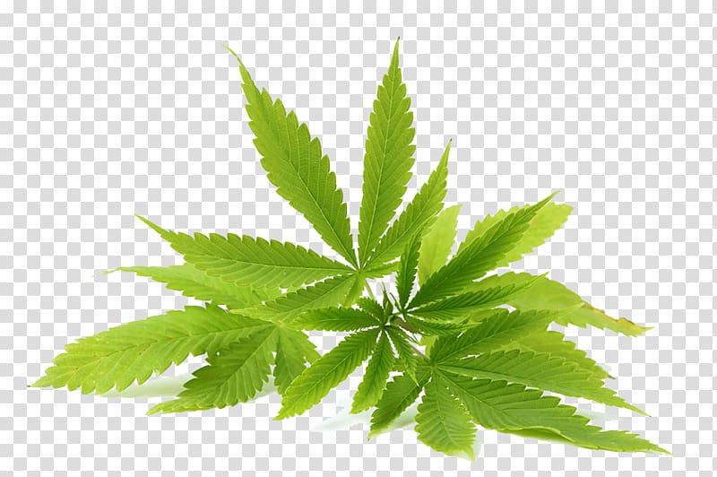Medical cannabis Tetrahydrocannabinol Cannabidiol Cannabis edible, Cannabis transparent background PNG clipart
