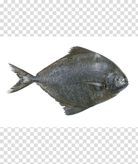 Pampus argenteus Sole Black pomfret Fish, fish transparent background PNG clipart