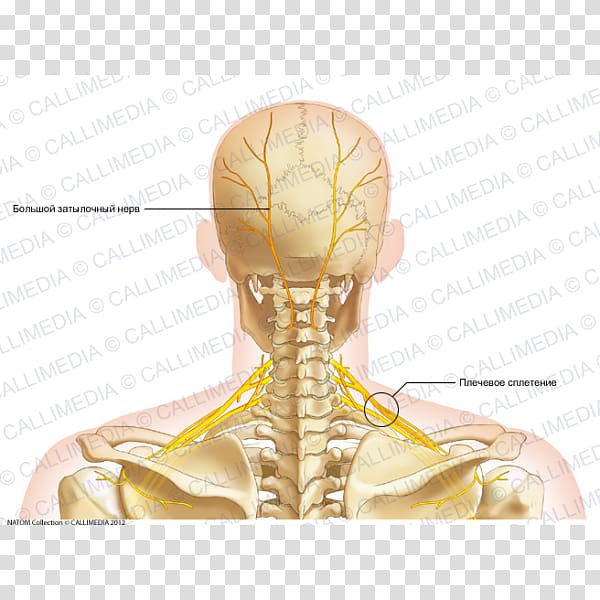 Neck Bone Human anatomy Head, skull transparent background PNG clipart