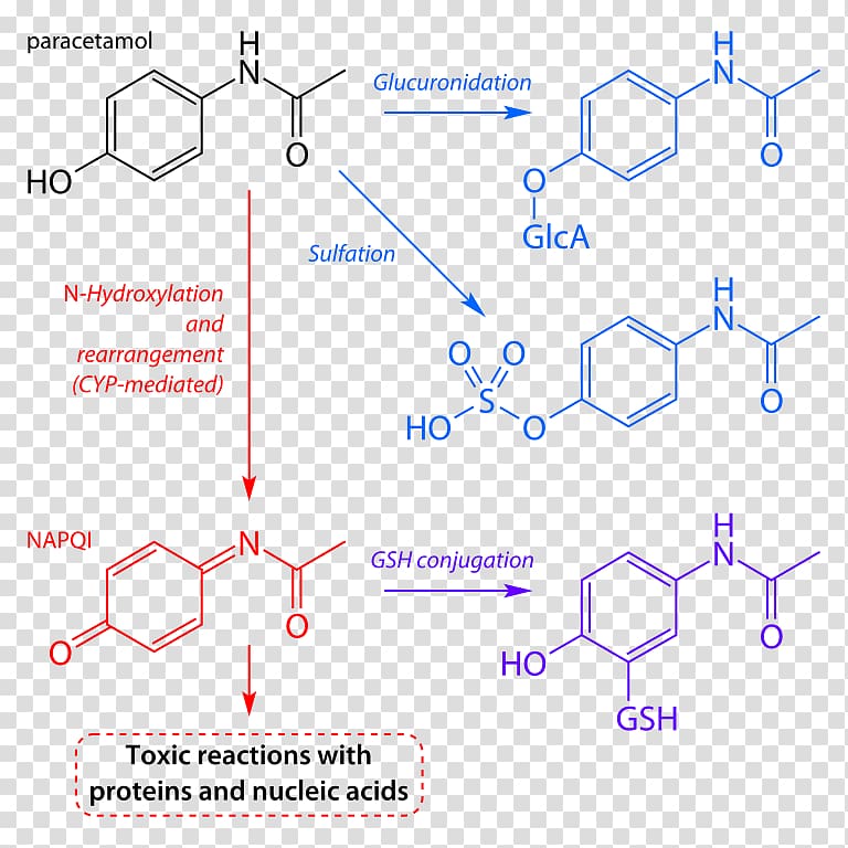 Acetaminophen NAPQI Acetylcysteine Paracetamol poisoning Pharmaceutical drug, Napqi transparent background PNG clipart