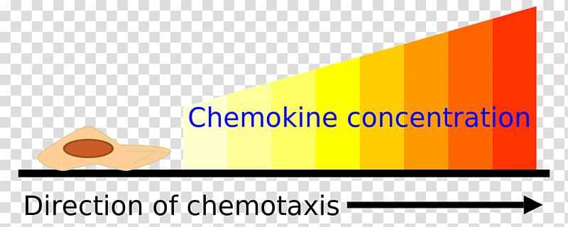 Chemotaxis assay Chemokine Cell Gradient, chemo transparent background PNG clipart