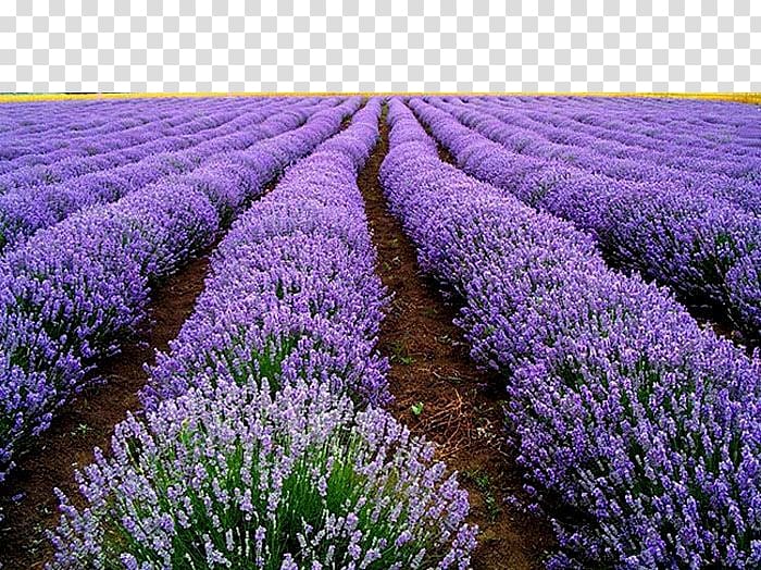 field of lavender flowers, English lavender Seed Flower Herb Plant, lavender field transparent background PNG clipart