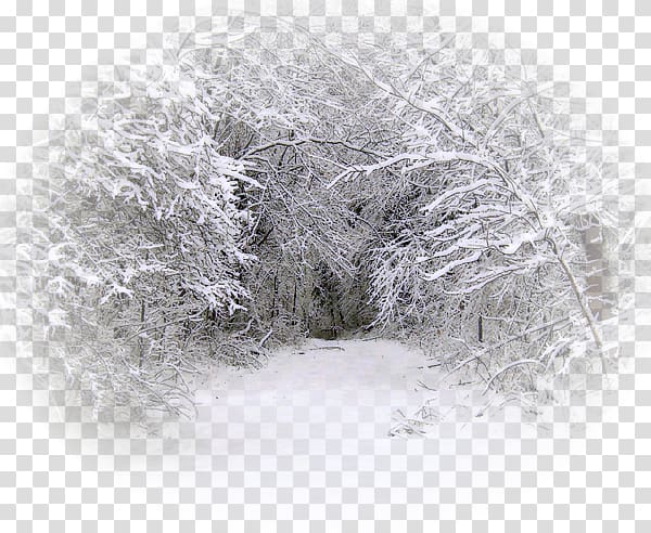 Snow Winter Blizzard Tree Rain, winter-kids transparent background PNG clipart
