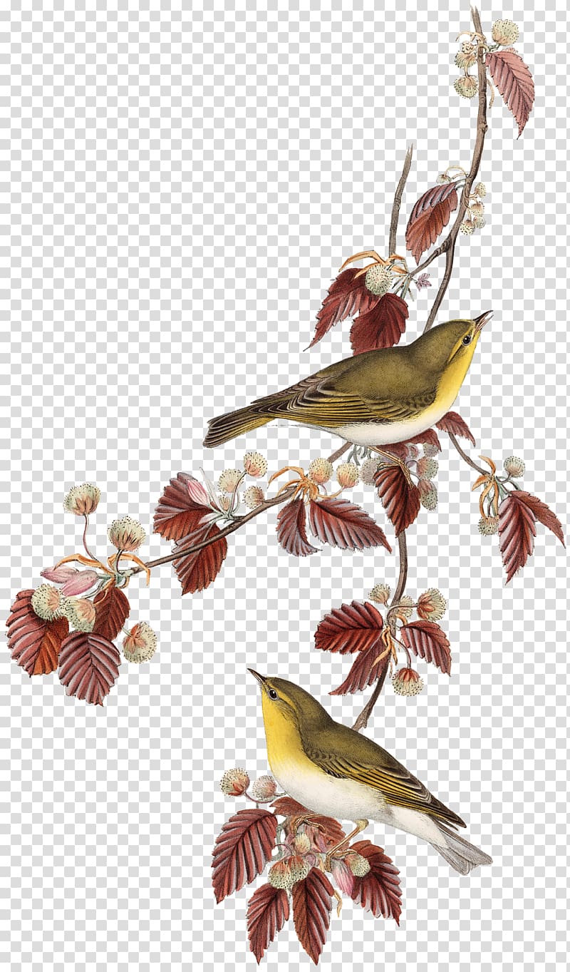 Birds Printing Lithography Artist, birds transparent background PNG clipart