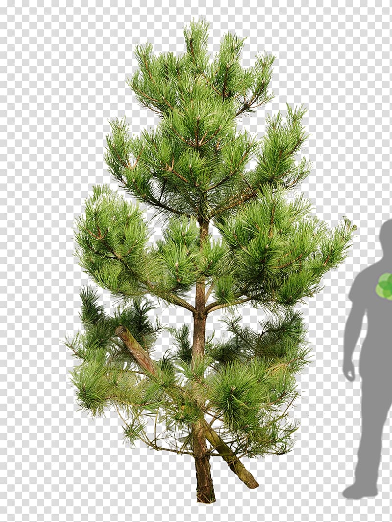 Scots pine Fir Tree Pinus nigra Mountain pine, pine leaves transparent background PNG clipart