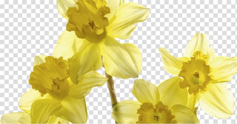 Wild daffodil Jonquil Flower Poet's narcissus, flower transparent background PNG clipart