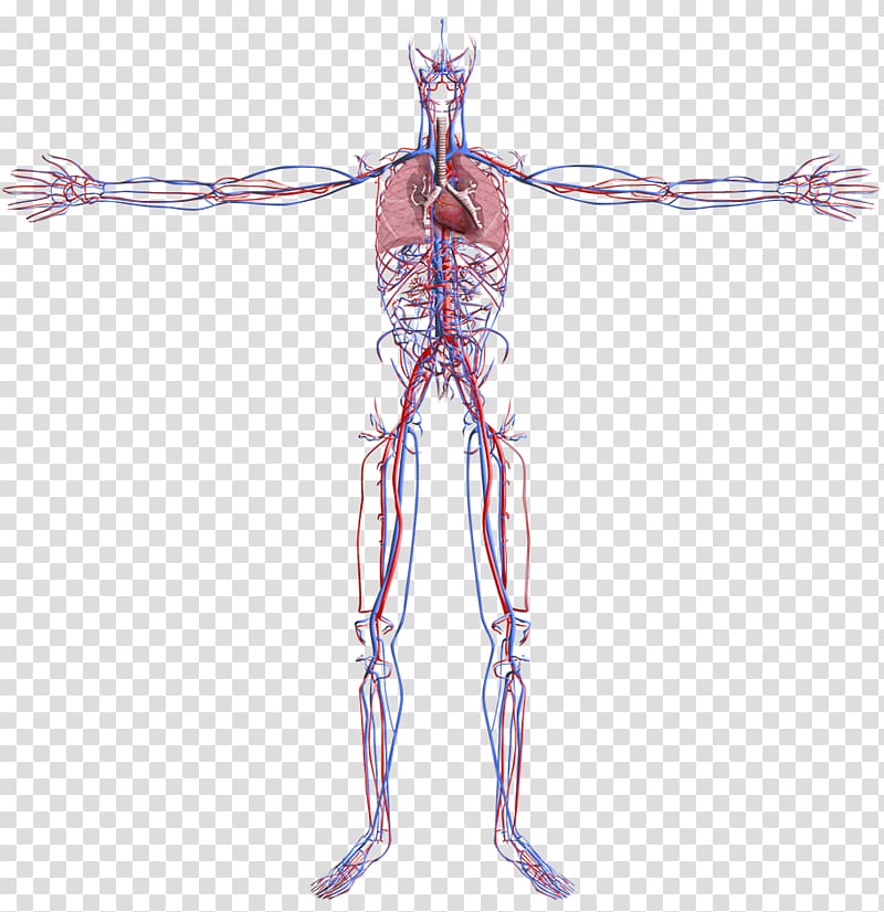 Muscle Circulatory system Human body Blood vessel Organ system, green resume transparent background PNG clipart