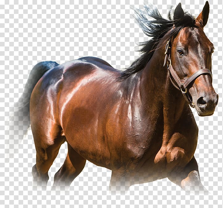 Stallion Standardbred Mustang Mare Colt, mustang transparent background PNG clipart