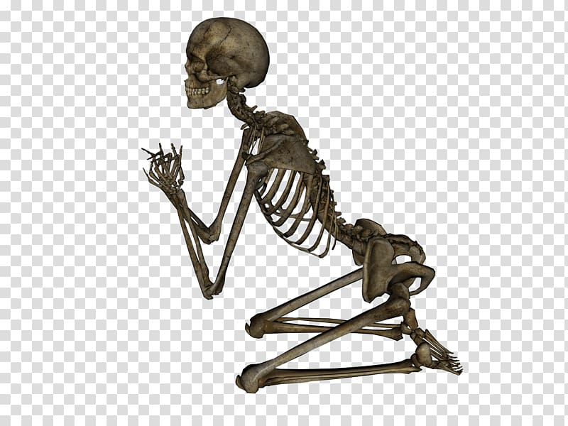 Skeleton transparent background PNG clipart