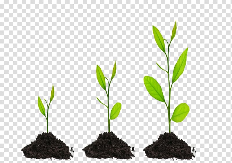 Consultant Environmental consulting Business Service Consulting firm, growing seed transparent background PNG clipart