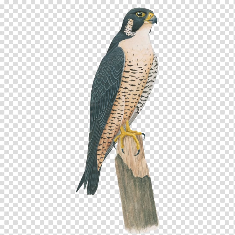 Birds of North America Peregrine falcon Anna\'s hummingbird, falcon transparent background PNG clipart