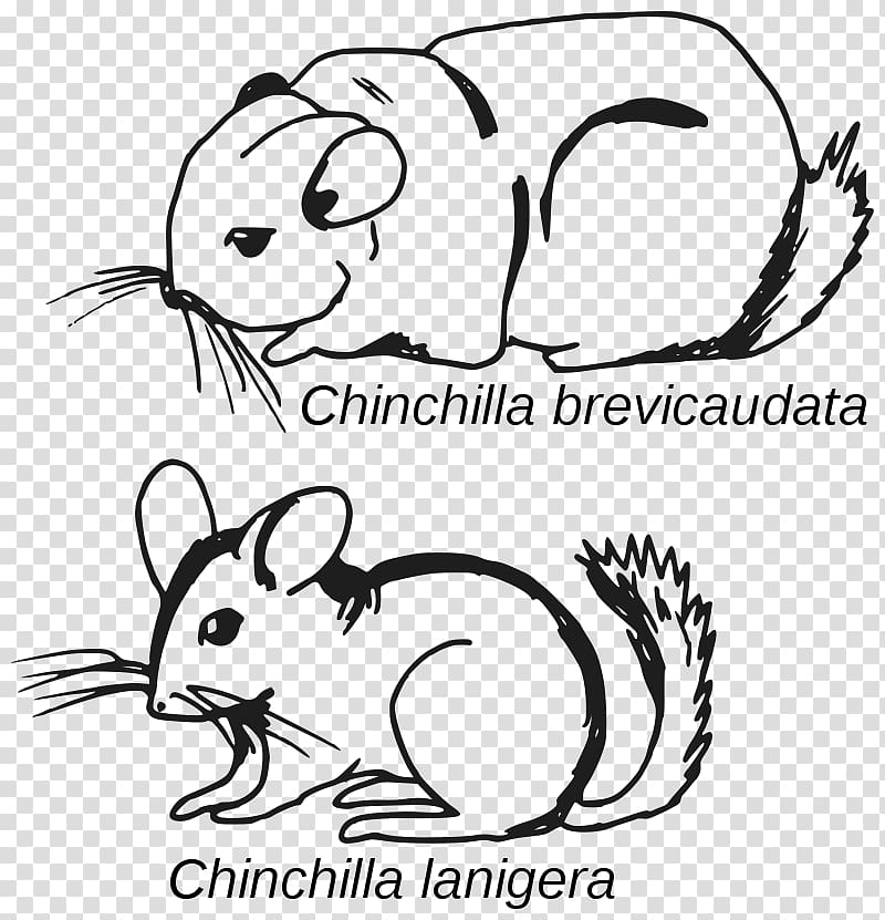 Long-tailed chinchilla Short-tailed chinchilla Rodent Mammal Crepuscular animal, andes mountains argentina transparent background PNG clipart