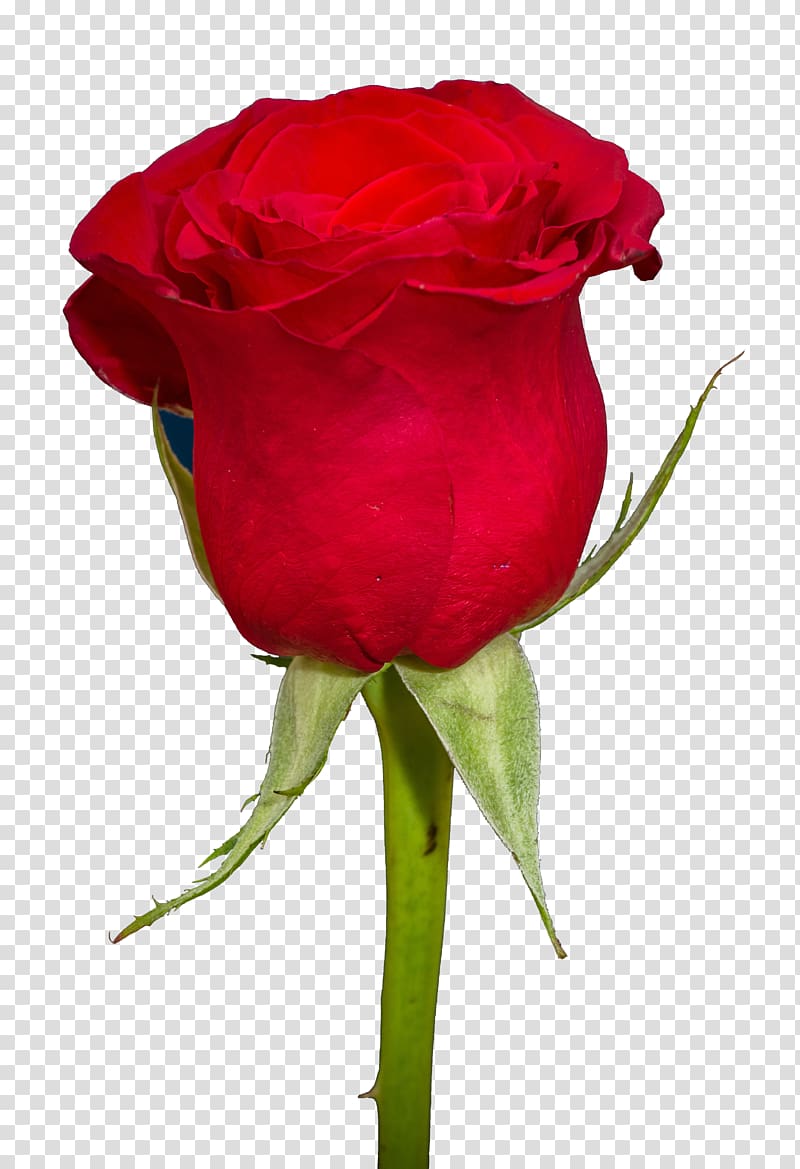 red rose , Garden roses Centifolia roses, Rose transparent background PNG clipart