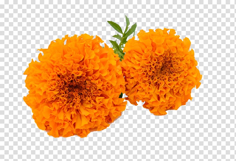 two orange petaled flowers, Marigold Calendula officinalis , Marigold HD transparent background PNG clipart