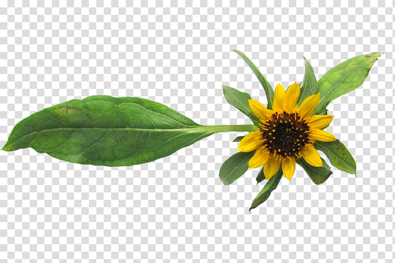 Common sunflower Sunflower seed Helianthus exilis Crop, sunflowers transparent background PNG clipart