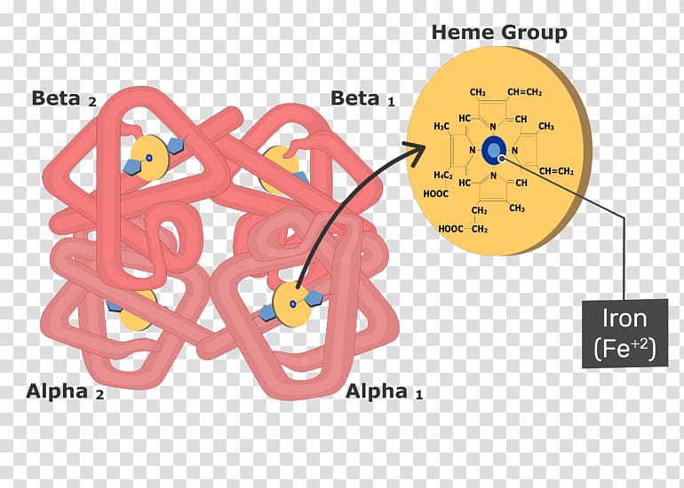 Hemoglobin Myoglobin Structure Red blood cell Molecule, Molecule illustration transparent background PNG clipart