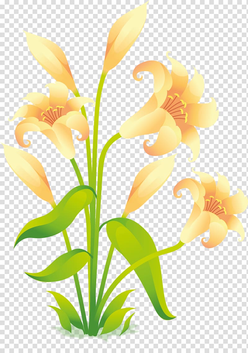 Flower Easter lily , gladiolus transparent background PNG clipart
