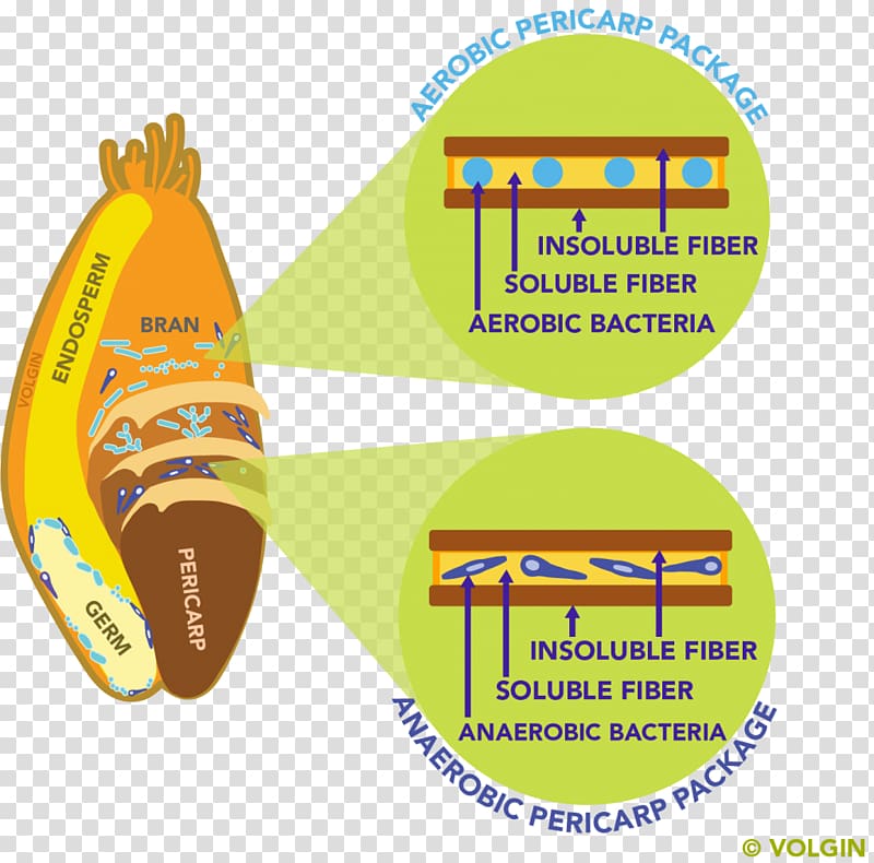 Dietary fiber Microbiota Gut flora Bacteria Food, Anaerobic Organism transparent background PNG clipart