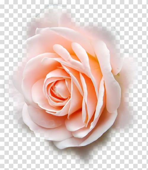 Garden roses Cabbage rose Inked With Love Floribunda Cut flowers, tulipe transparent background PNG clipart