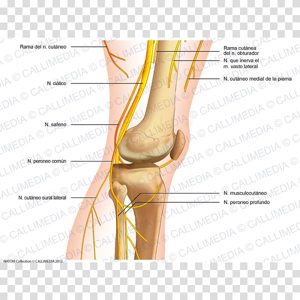 Thumb Common peroneal nerve Knee Human anatomy, Knee Pain transparent background PNG clipart