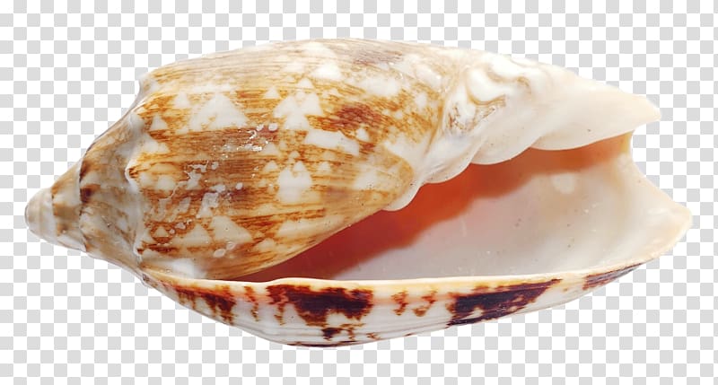 Seashell Conchology Clam, conch transparent background PNG clipart