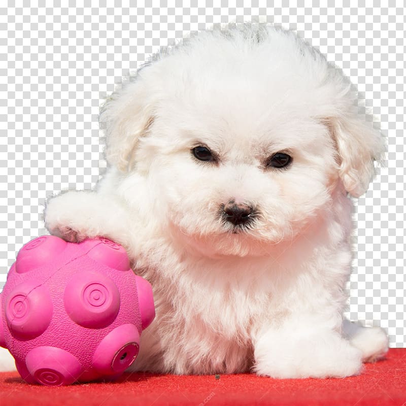 Bolonka Cavachon Puppy Breed, Do not touch my ball transparent background PNG clipart
