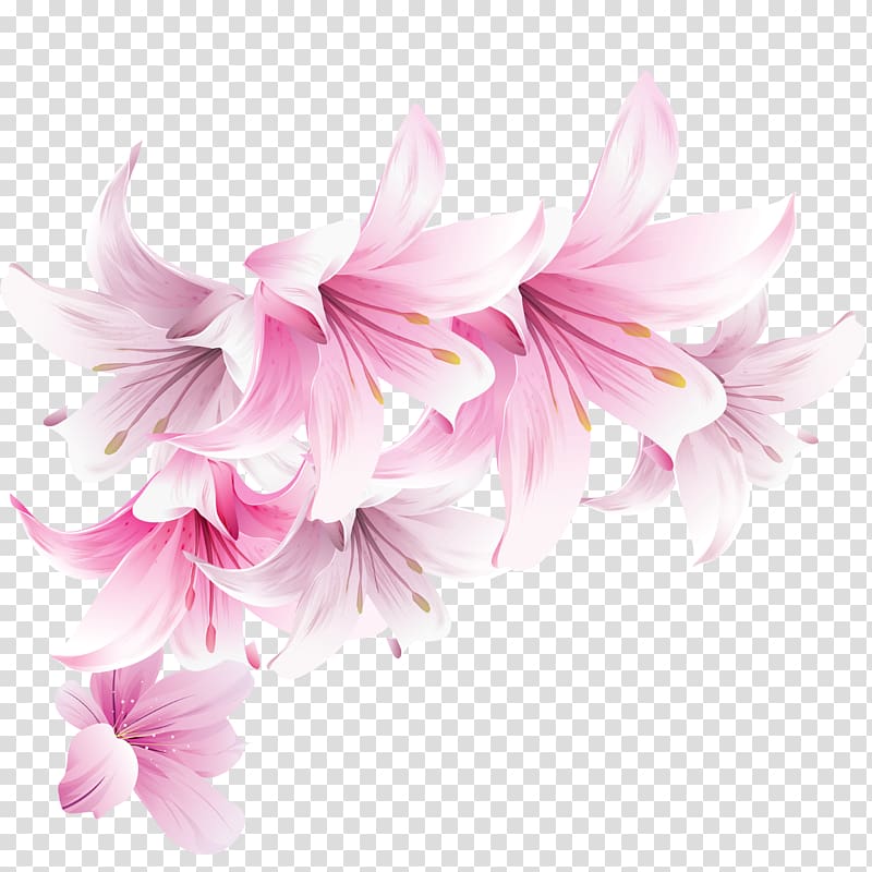 pink petaled flower , Pink , lily transparent background PNG clipart