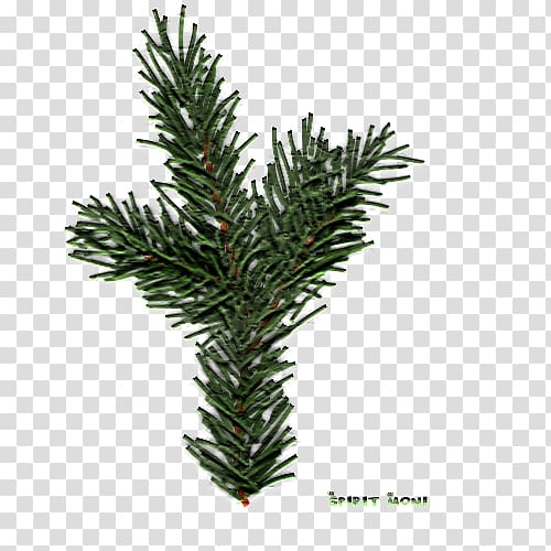 Spruce Fir Pine English Yew Evergreen, tree transparent background PNG clipart