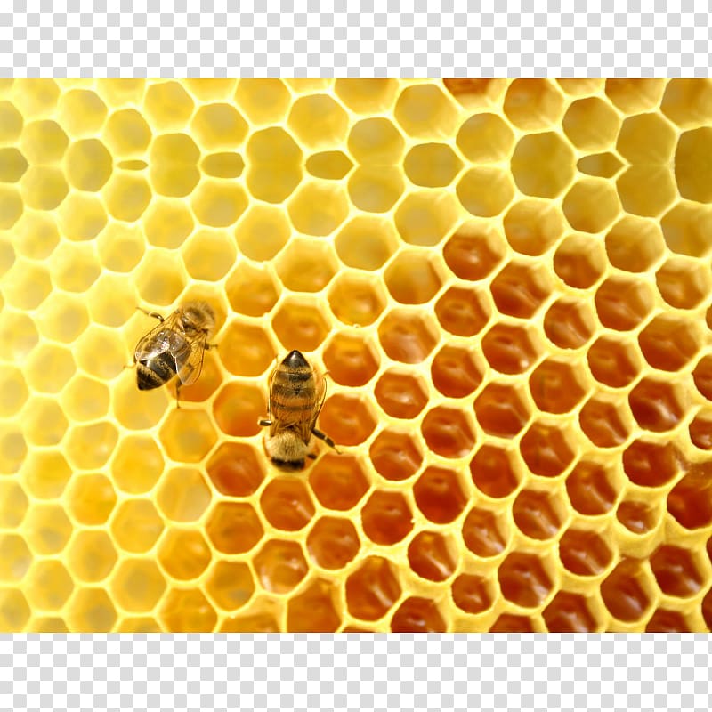 Honey bee Mead Beehive, bee transparent background PNG clipart
