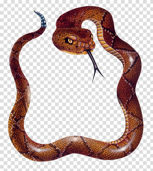 Snake Reptile Vipers, skunk transparent background PNG clipart