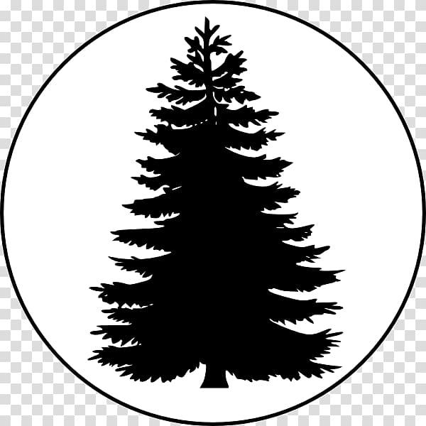 Pine Tree Conifers , Evergreen Tree Outline transparent background PNG clipart